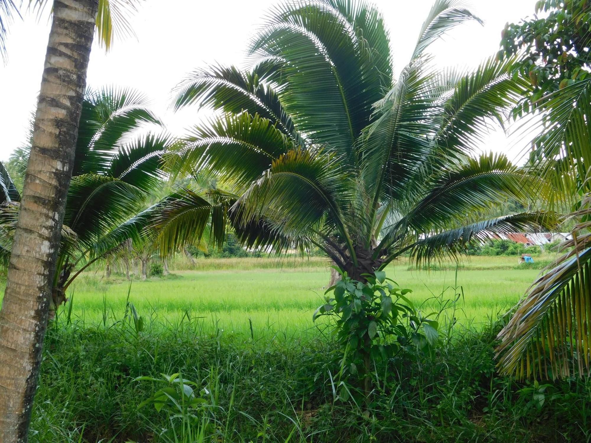 Swiss Bonihouse Koh Yao Yai 호텔 Ban Pru Nai 외부 사진