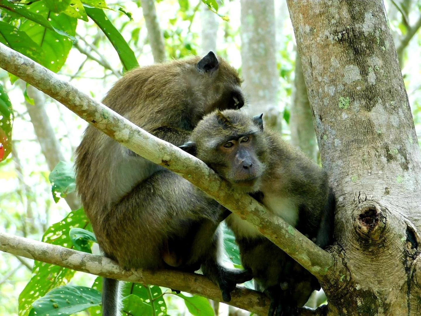 Swiss Bonihouse Koh Yao Yai 호텔 Ban Pru Nai 외부 사진