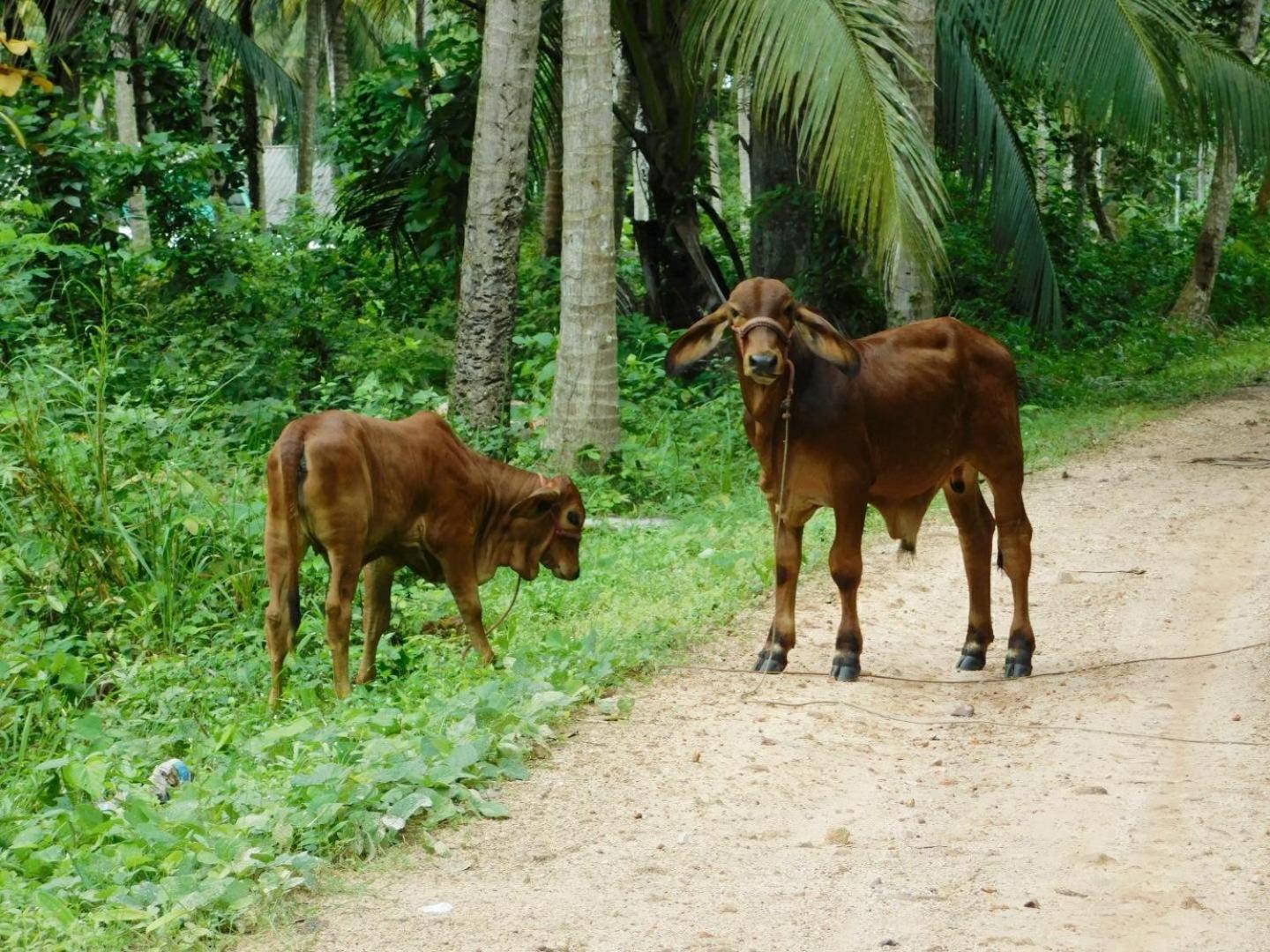 Swiss Bonihouse Koh Yao Yai 호텔 Ban Pru Nai 외부 사진