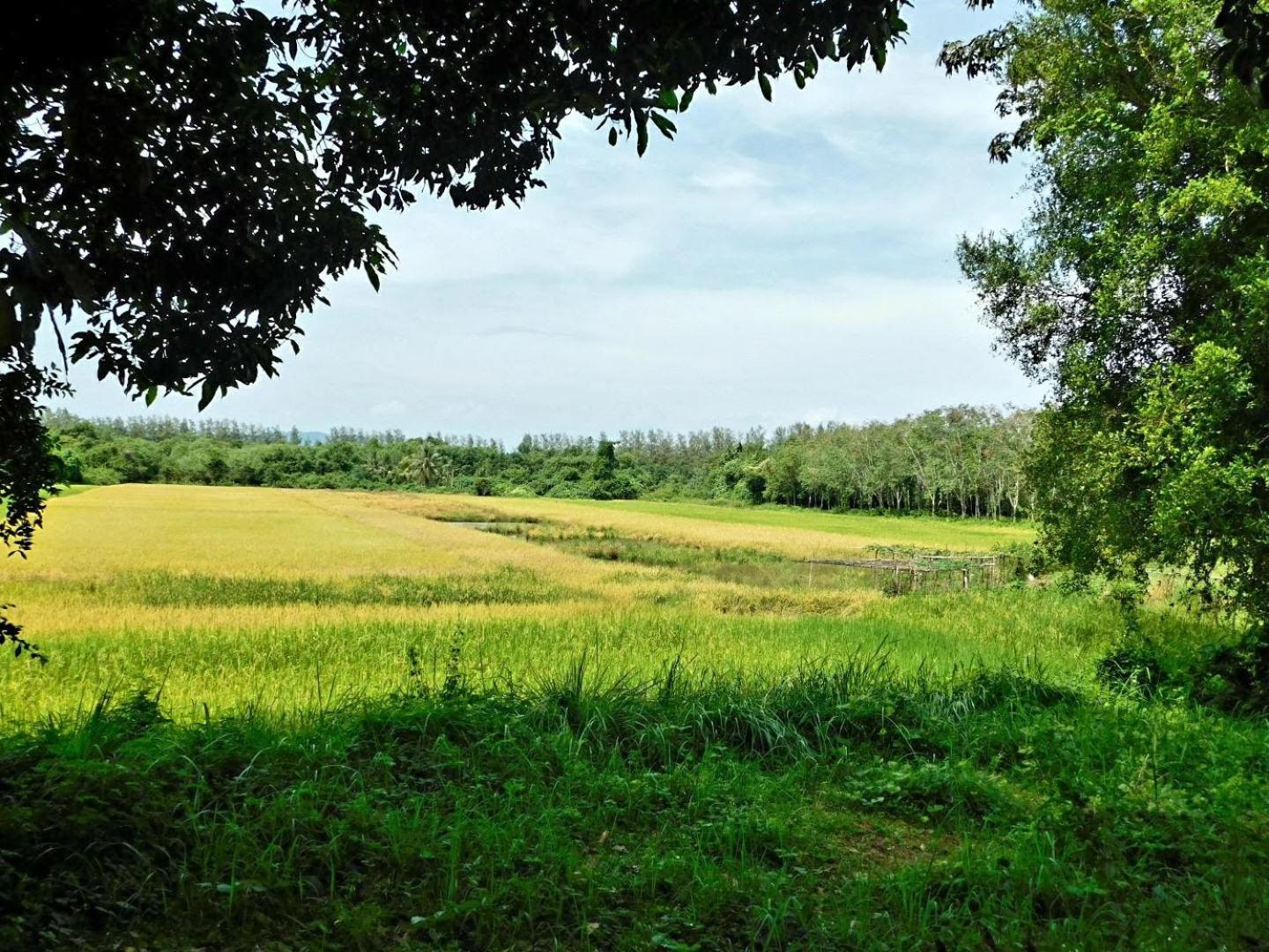 Swiss Bonihouse Koh Yao Yai 호텔 Ban Pru Nai 외부 사진