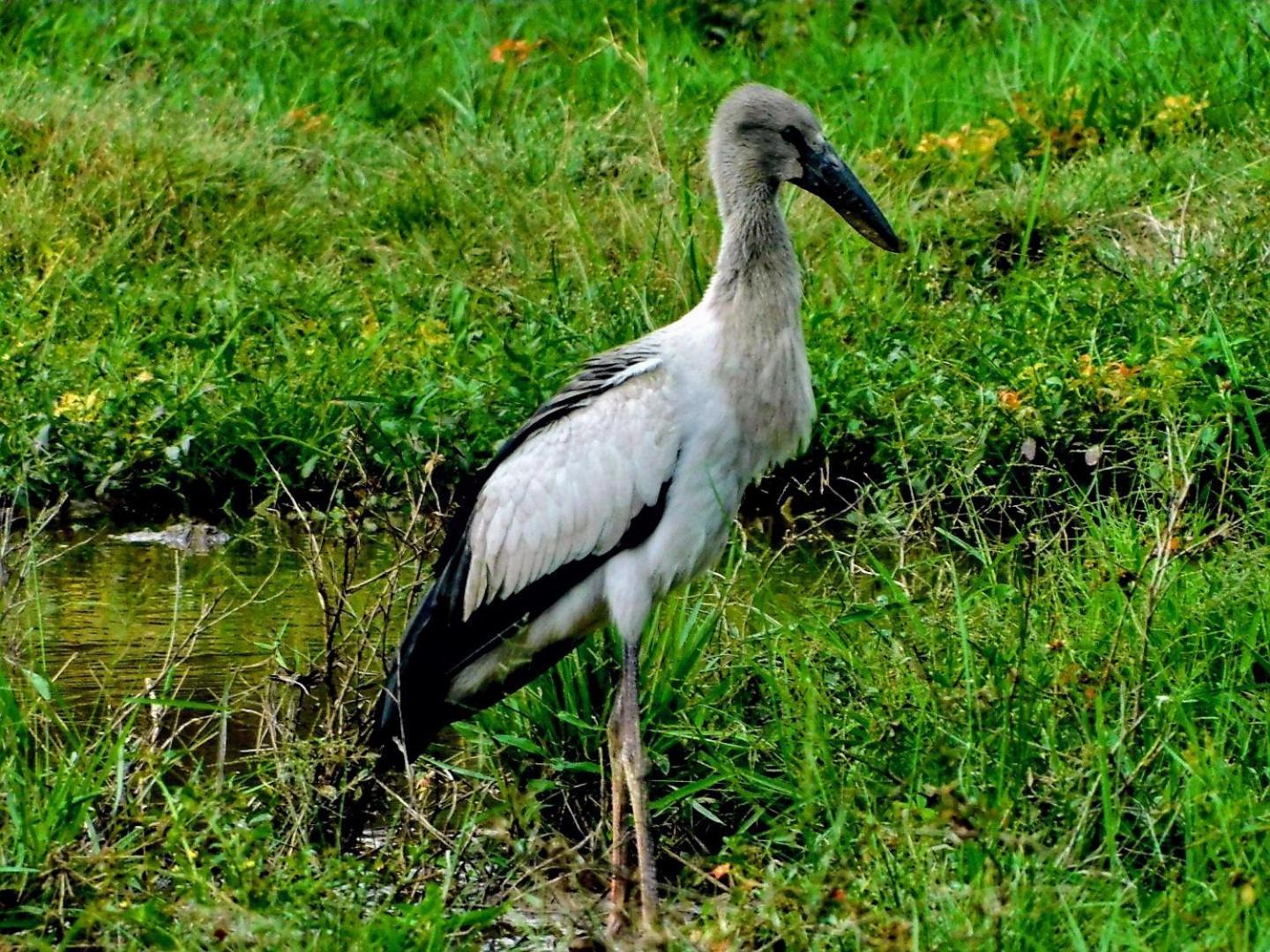 Swiss Bonihouse Koh Yao Yai 호텔 Ban Pru Nai 외부 사진