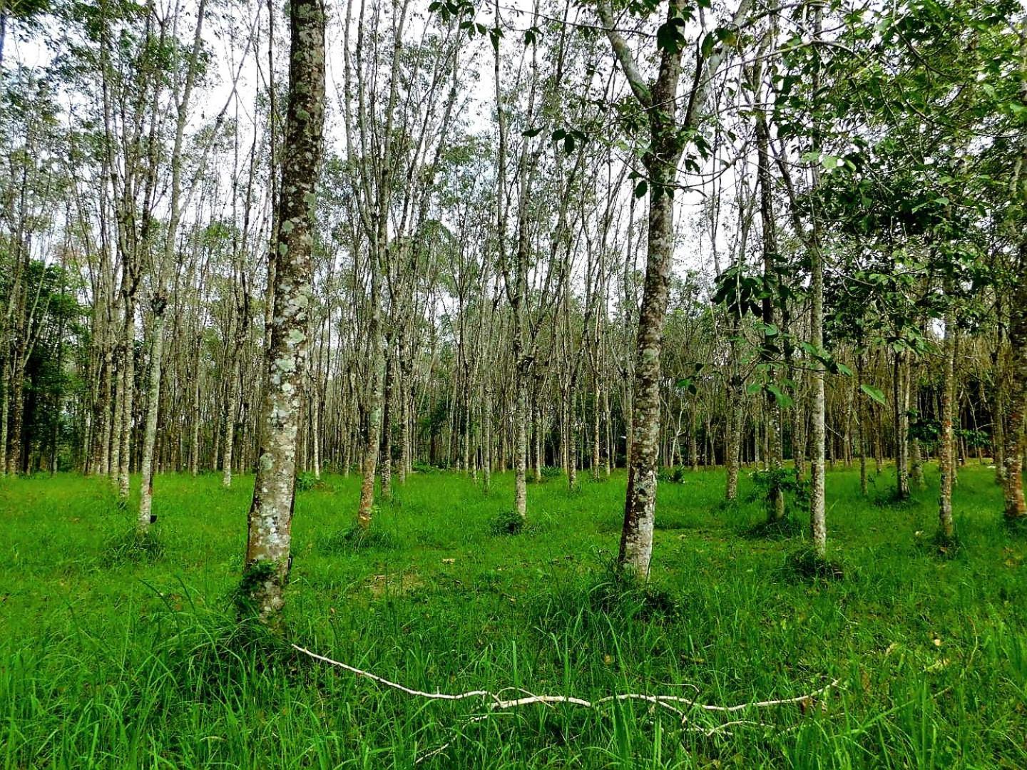 Swiss Bonihouse Koh Yao Yai 호텔 Ban Pru Nai 외부 사진
